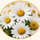 Flores de camomila