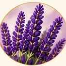 Ramos de lavanda